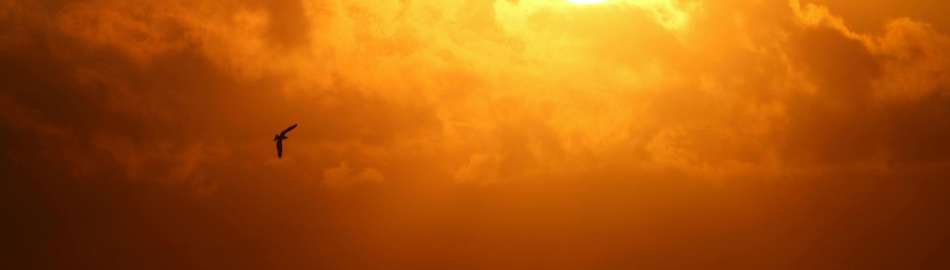 A serene sunset with a vibrant sky and a lone bird flying across. Perfect for nature lovers.